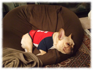 �t�����`�u���h�b�O�i�t���u���j�摜