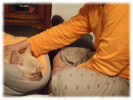 �t�����`�u���h�b�O�i�t���u���j�摜