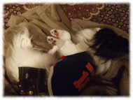 �t�����`�u���h�b�O�i�t���u���j�摜