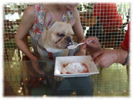 �t�����`�u���h�b�O�i�t���u���j�摜