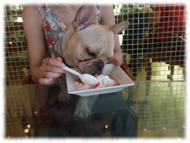 �t�����`�u���h�b�O�i�t���u���j�摜