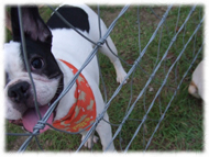 �t�����`�u���h�b�O�i�t���u���j�摜