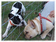 �t�����`�u���h�b�O�i�t���u���j�摜