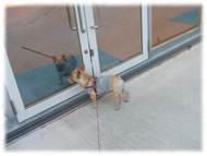 �t�����`�u���h�b�O�i�t���u���j�摜