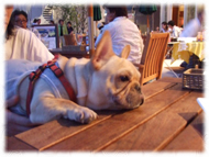 �t�����`�u���h�b�O�i�t���u���j�摜