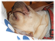 �t�����`�u���h�b�O�i�t���u���j�摜