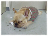 �t�����`�u���h�b�O�i�t���u���j�摜