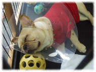 �t�����`�u���h�b�O�i�t���u���j�摜