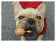 �t�����`�u���h�b�O�i�t���u���j�摜