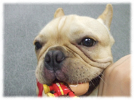 �t�����`�u���h�b�O�i�t���u���j�摜