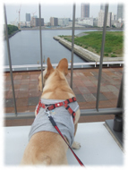 �t�����`�u���h�b�O�i�t���u���j�摜