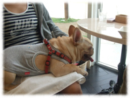 �t�����`�u���h�b�O�i�t���u���j�摜