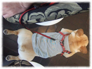 �t�����`�u���h�b�O�i�t���u���j�摜