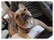 �t�����`�u���h�b�O�i�t���u���j�摜