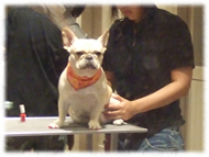 �t�����`�u���h�b�O�i�t���u���j�摜