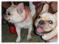 �t�����`�u���h�b�O�i�t���u���j�摜