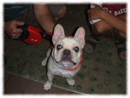 �t�����`�u���h�b�O�i�t���u���j�摜