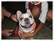 �t�����`�u���h�b�O�i�t���u���j�摜