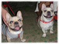 �t�����`�u���h�b�O�i�t���u���j�摜