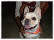 �t�����`�u���h�b�O�i�t���u���j�摜