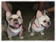 �t�����`�u���h�b�O�i�t���u���j�摜