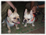 �t�����`�u���h�b�O�i�t���u���j�摜