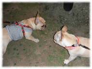 �t�����`�u���h�b�O�i�t���u���j�摜