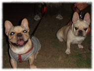 �t�����`�u���h�b�O�i�t���u���j�摜