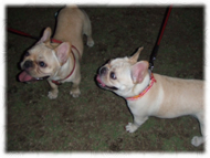 �t�����`�u���h�b�O�i�t���u���j�摜