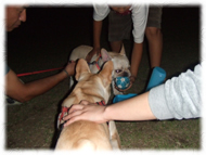 �t�����`�u���h�b�O�i�t���u���j�摜