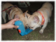 �t�����`�u���h�b�O�i�t���u���j�摜