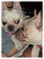 �t�����`�u���h�b�O�i�t���u���j�摜