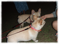 �t�����`�u���h�b�O�i�t���u���j�摜