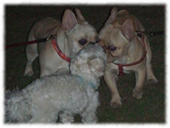 �t�����`�u���h�b�O�i�t���u���j�摜