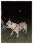 �t�����`�u���h�b�O�i�t���u���j�摜