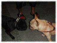 �t�����`�u���h�b�O�i�t���u���j�摜