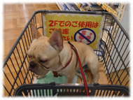 �t�����`�u���h�b�O�i�t���u���j�摜