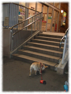 �t�����`�u���h�b�O�i�t���u���j�摜