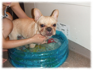 �t�����`�u���h�b�O�i�t���u���j�摜