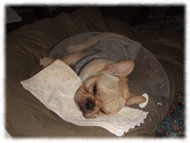 �t�����`�u���h�b�O�i�t���u���j�摜