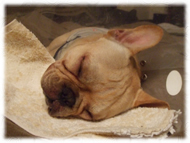 �t�����`�u���h�b�O�i�t���u���j�摜