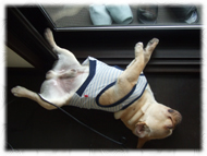 �t�����`�u���h�b�O�i�t���u���j�摜