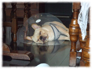 �t�����`�u���h�b�O�i�t���u���j�摜