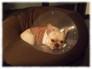 �t�����`�u���h�b�O�i�t���u���j�摜